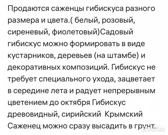 Гибискус китайская роза