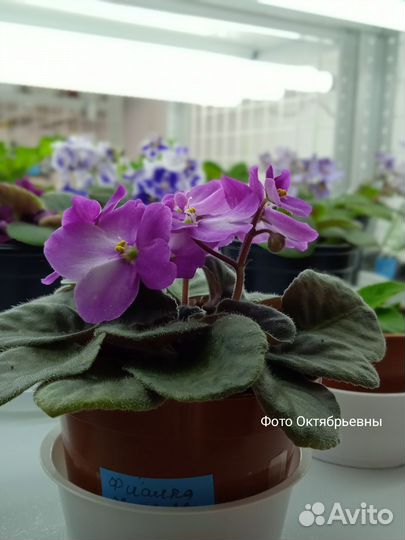 Цветущие фиалки