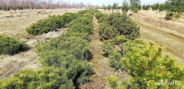 Сосна горная Пумилио/ Pumilio саженцы