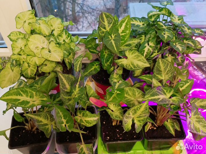 Сингониумы