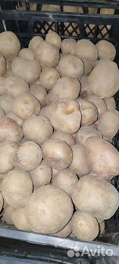 Семенной картофель