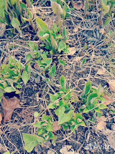 Бруннера клубни.Примула