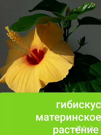 Гибискус,сансевиерия, толстянка,каланхое,фиттония