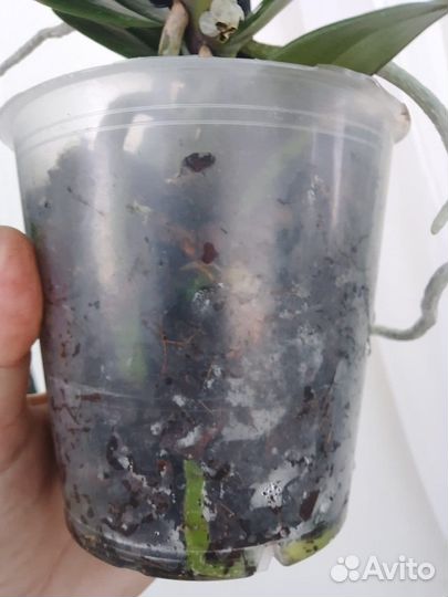 Орхидея каода