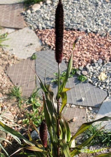 Африканское просо (злак)