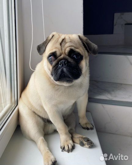 Мопс вязка мальчик
