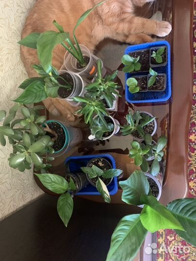 Комнатные растения