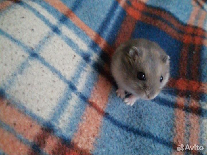 Джунгарский хомяк девочка