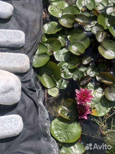 Растения для сада