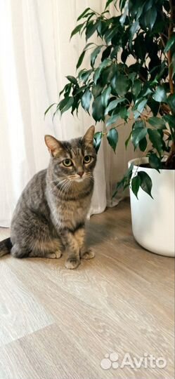 Кошечка в добрые руки