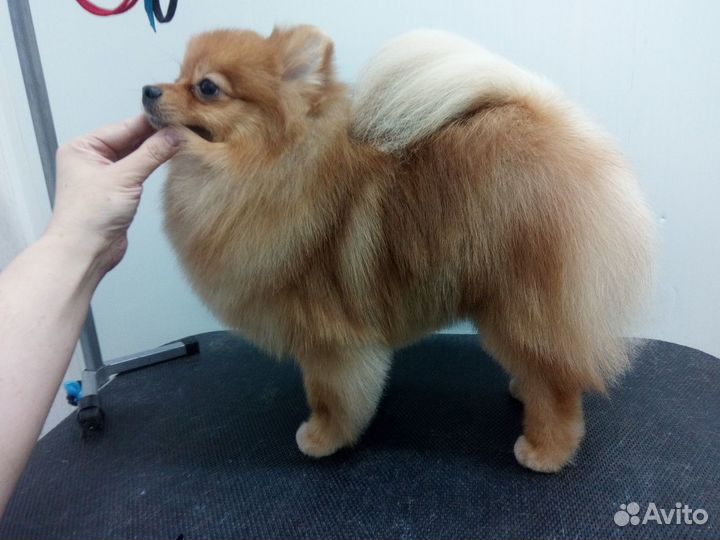 Полный груминг дом. любимцев