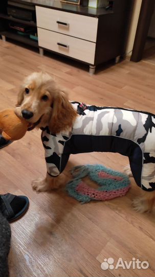 Кокер спаниель