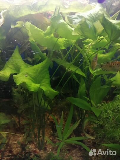 Набор аквариумных растений
