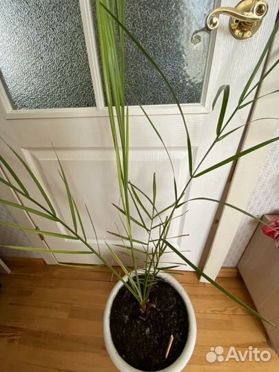 Продам пальму