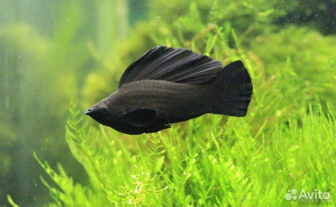 Аквариумные рыбки, корм для рыбок
