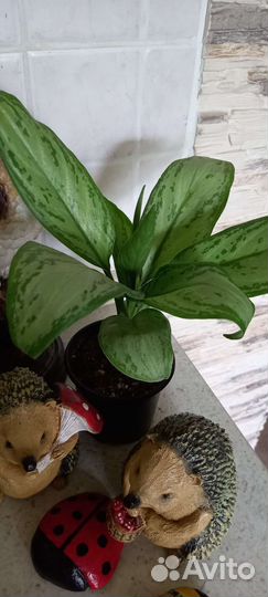 Сортовые аглаонемы