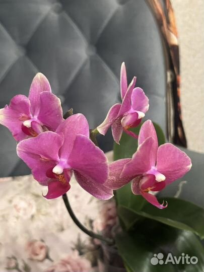 Орхидея фаленопсис