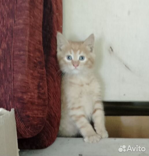 Котята в добрые руки даром бесплатно
