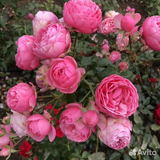 Роза Помпонелла саженцы