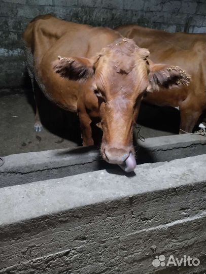 Корова дойная