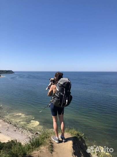 Щенки мопса