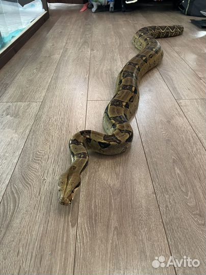 Императорский удав