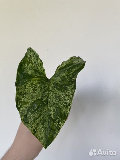 Сингониум моттлед мохито