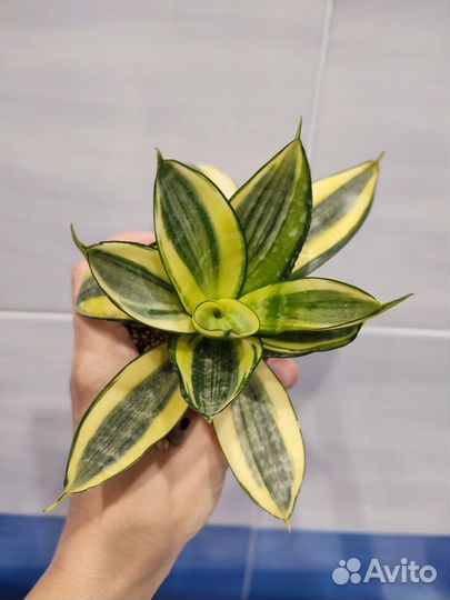 Сансевиерия Голден ханни