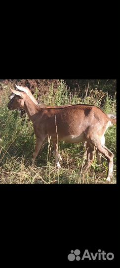 Коза альпо- нубийская