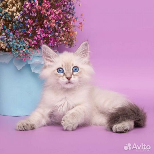 Котята для души