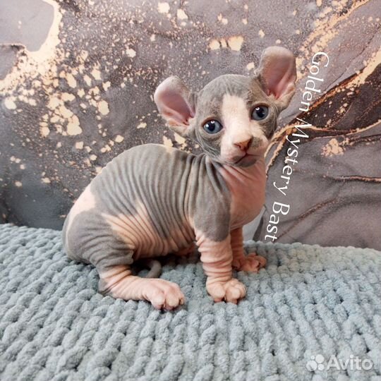 Сфинкс Двэльф