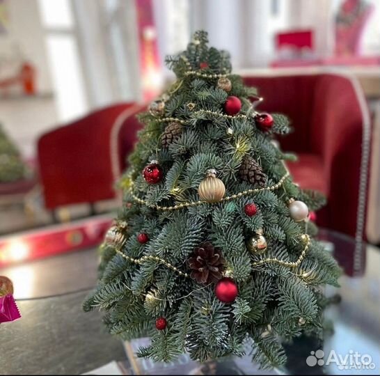 Елочка из нобилиса