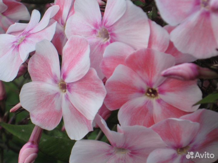 Многолетние растения (саженцы флоксов и др.)