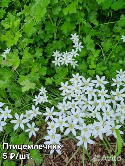 Растения для сада (луковичные)