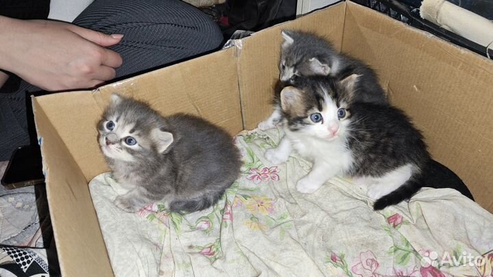 Котята в добрые руки