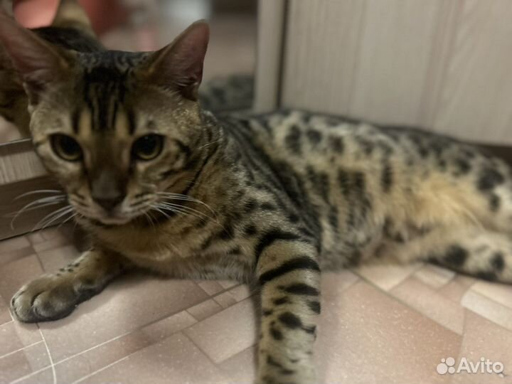 Бенгальский кот вязка