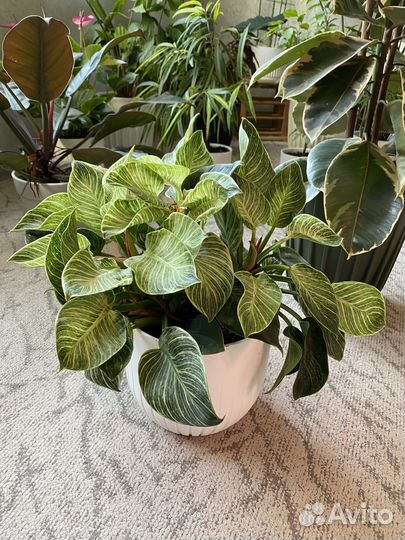 Филодендрон биркин