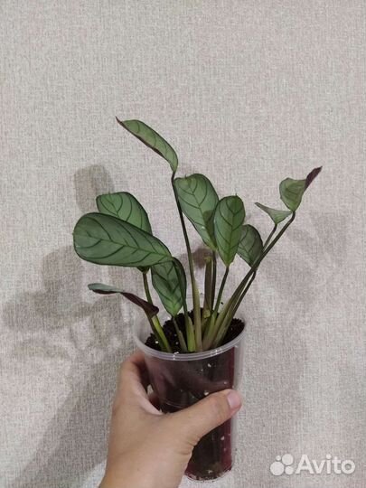 Ктенанта Амагрис