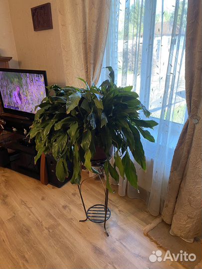 Спацифиллум, спацифиллюм