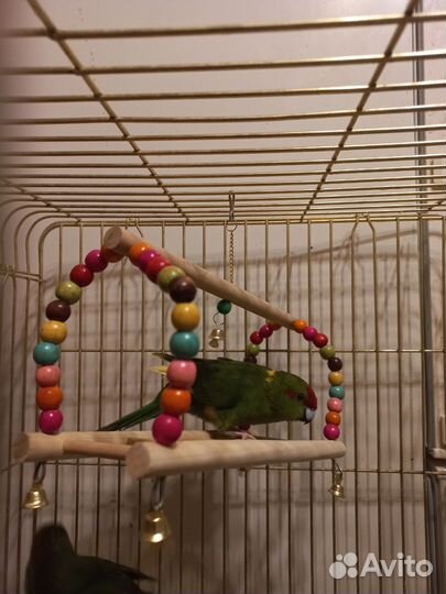 Качель, игровой стенд для попугаев