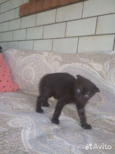 Черный котенок