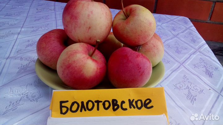 Саженцы яблонь