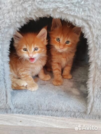 Котята мейн-кун