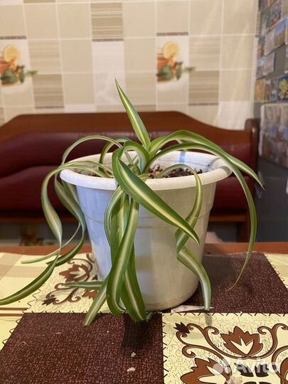 Хлорофитум кудрявый