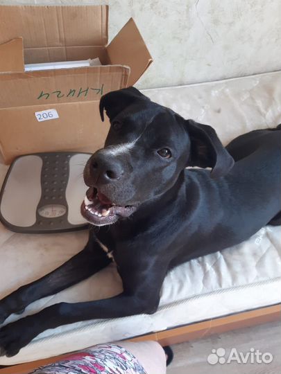 Арчи очень нужен дом