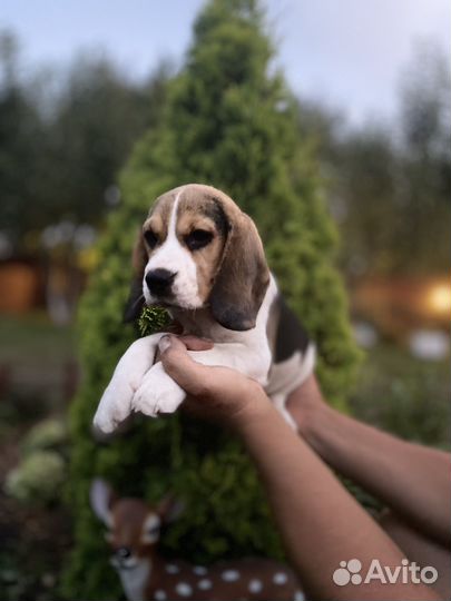 Бигля щенки