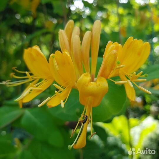 Мак, Книфофия, Примулы, Жимолость, Юкка