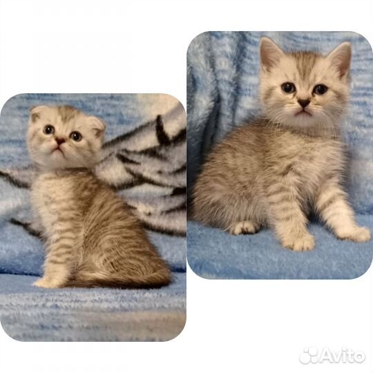 Котята шотландские
