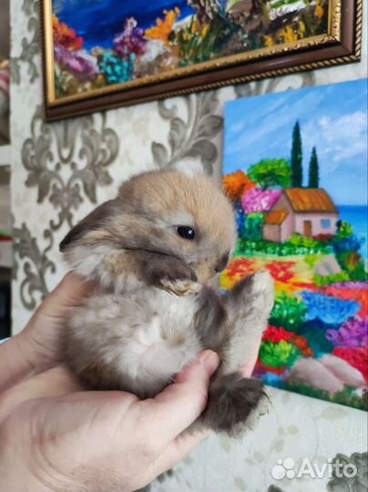 Декоративные кролики