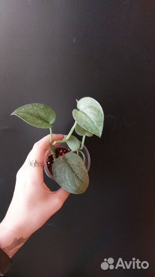 Сциндапсус Хиро/Платинум